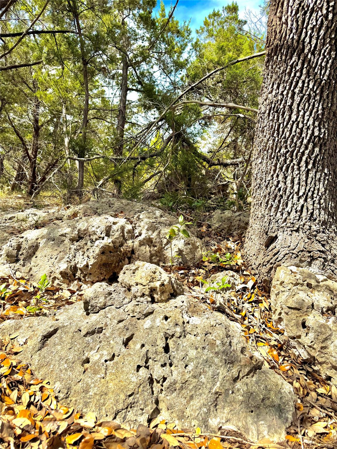 Mature trees and natural limestone outcroppings d
