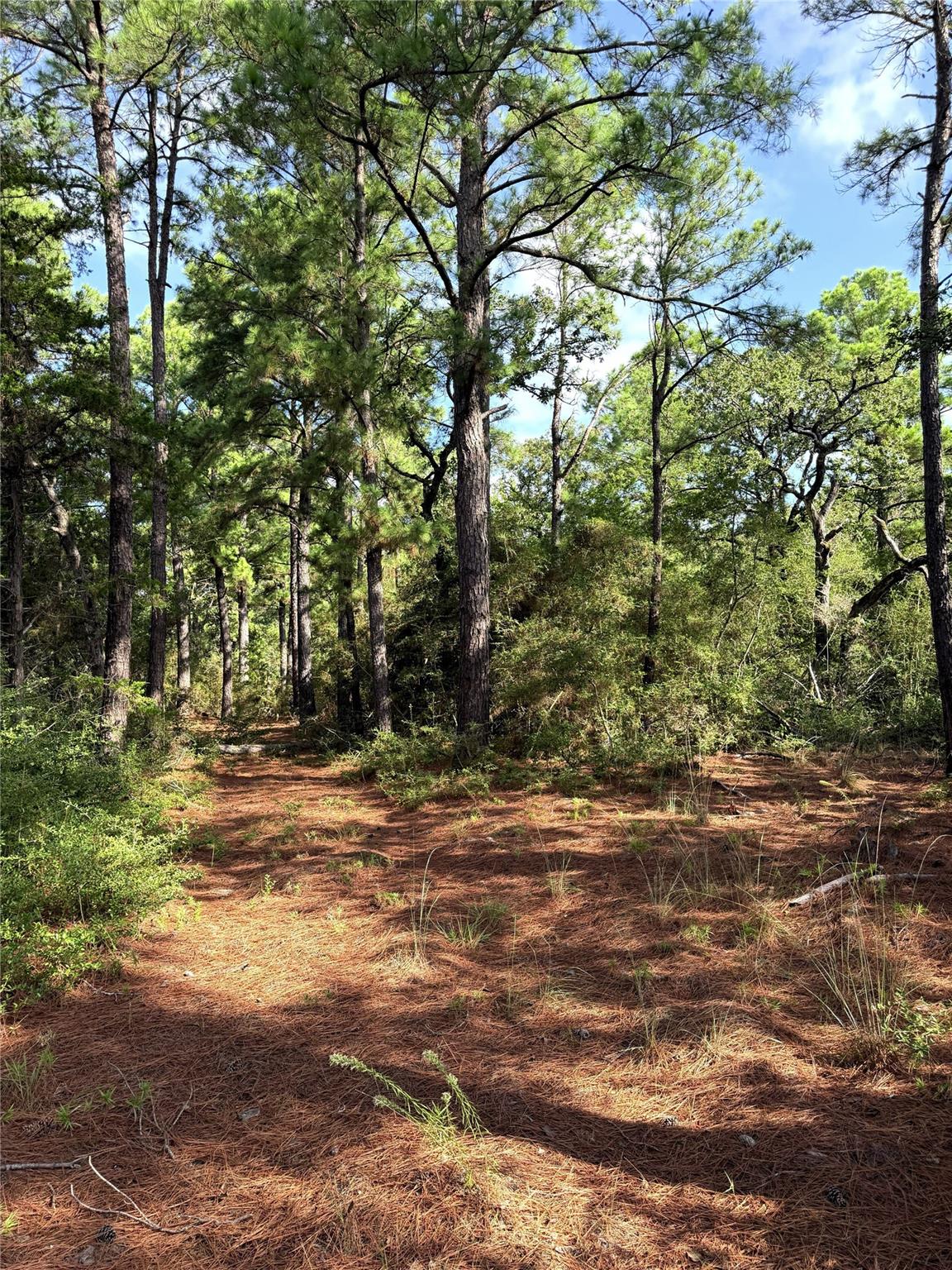 Mature trees tower over a serene wooded clearing 