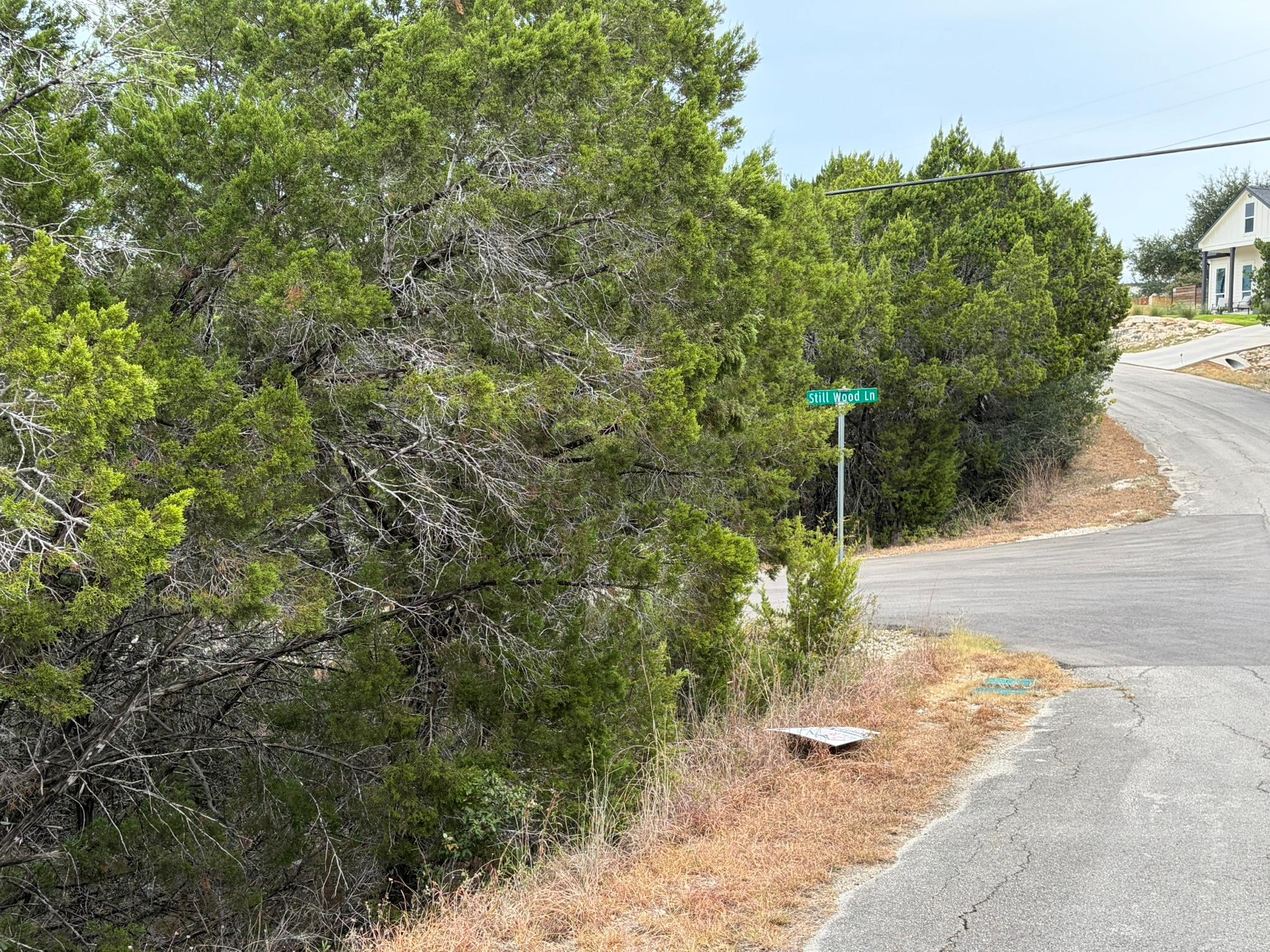 Mature trees line the paved neighborhood streets 