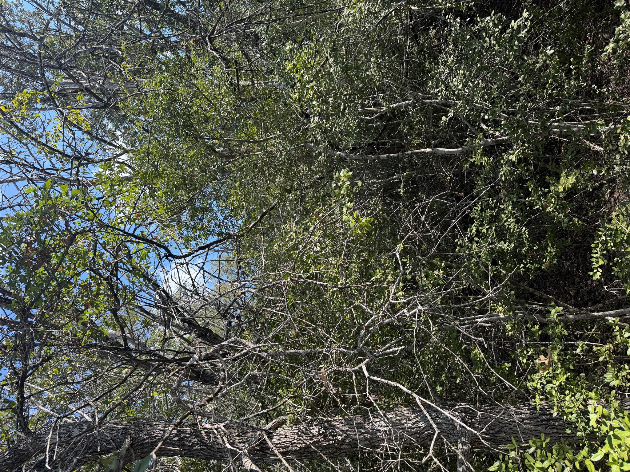 Mature trees and dense native foliage envelope th