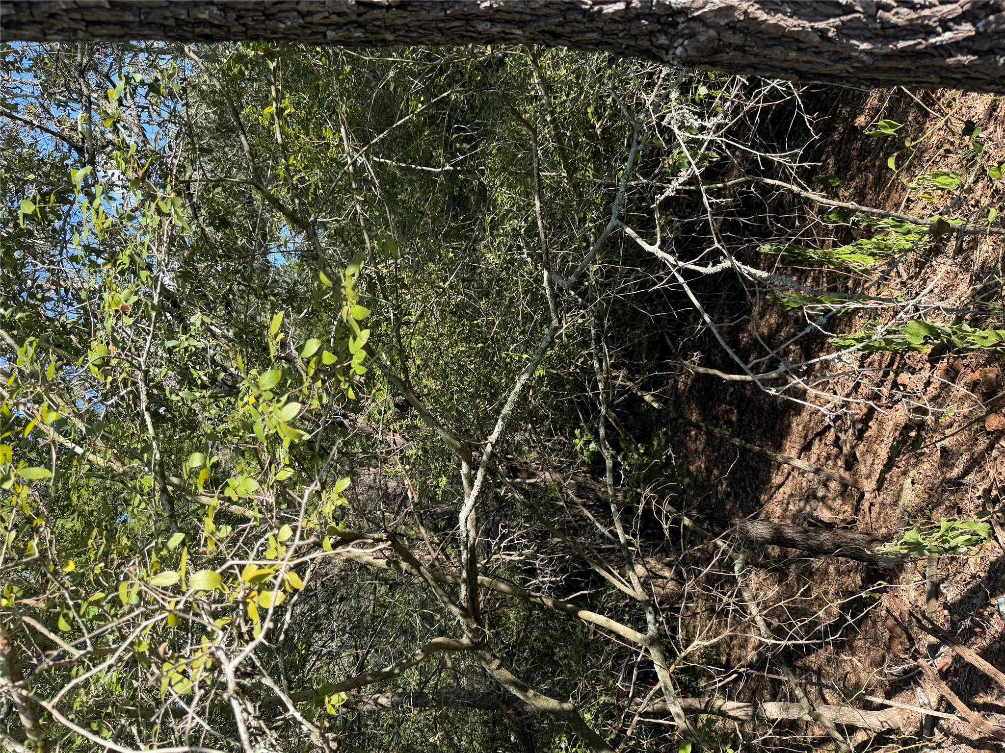 Mature trees and dense natural foliage offer a se
