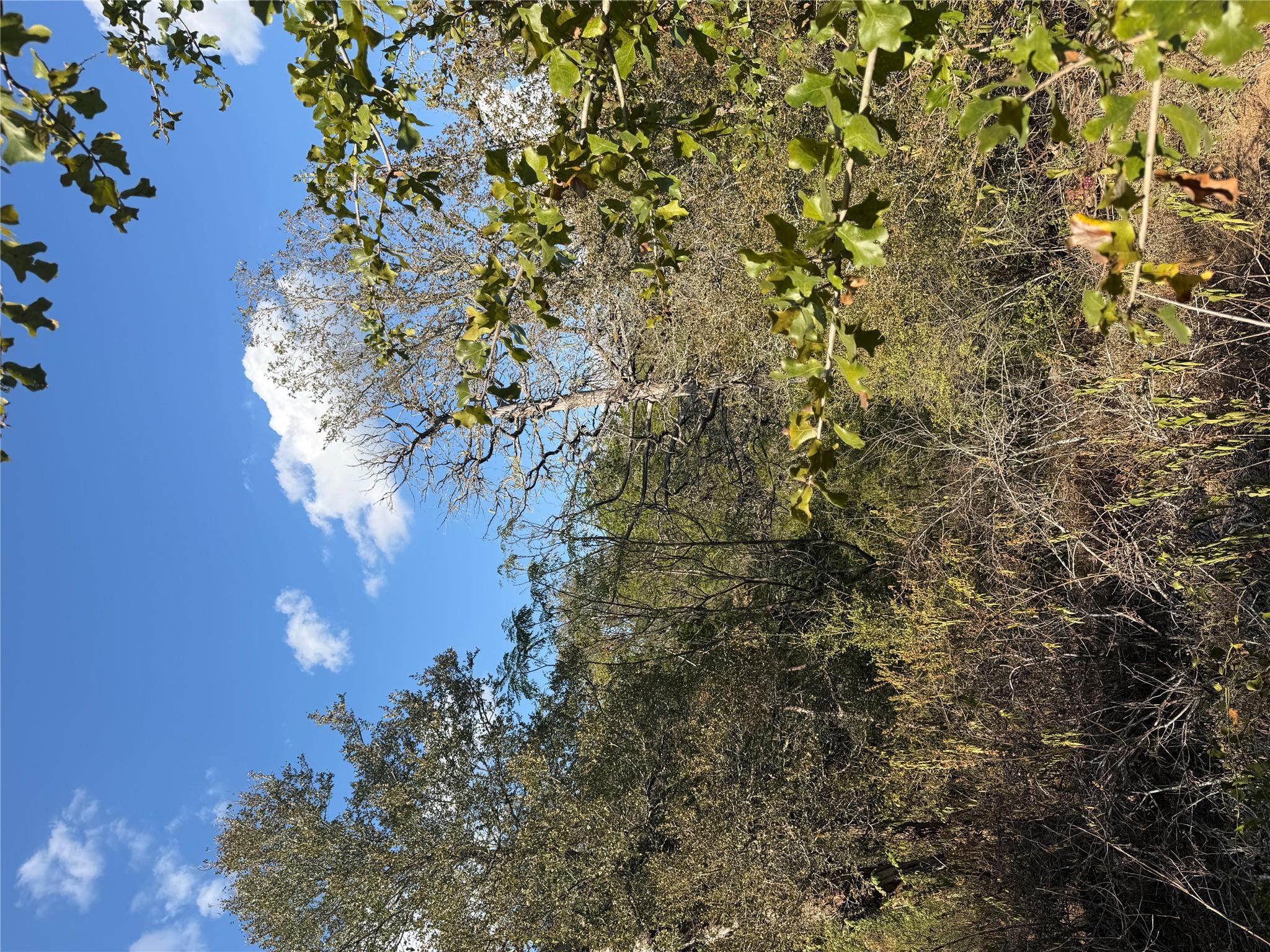 Mature trees frame beautiful natural views under 