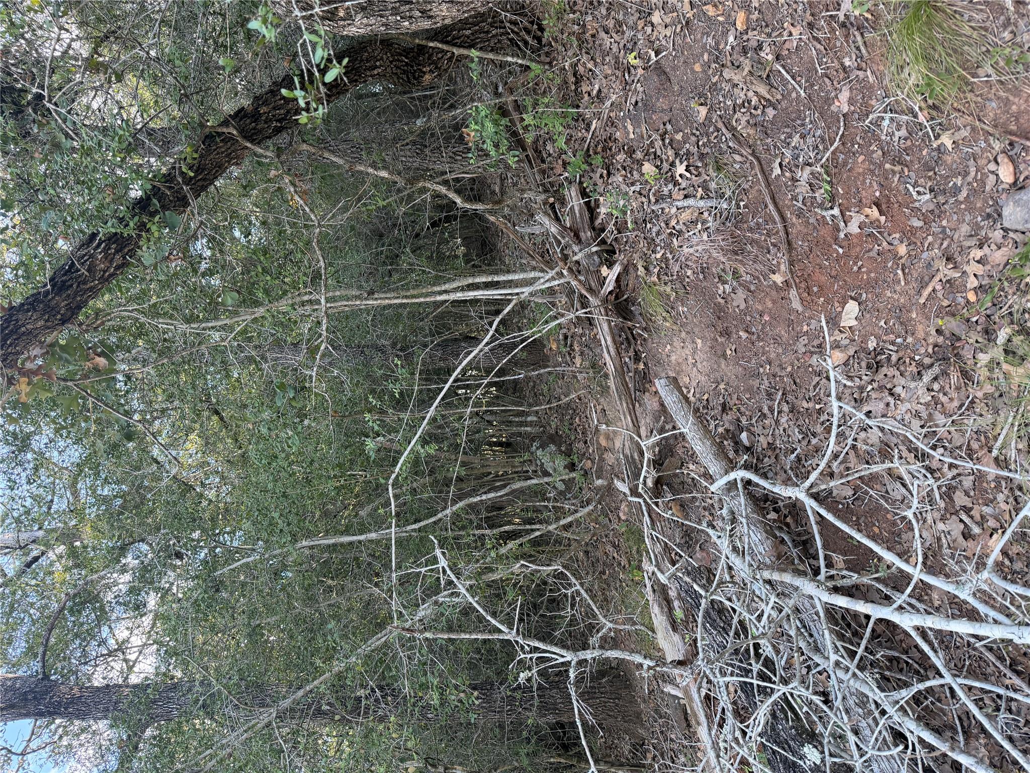 Mature trees and native vegetation cover this tra