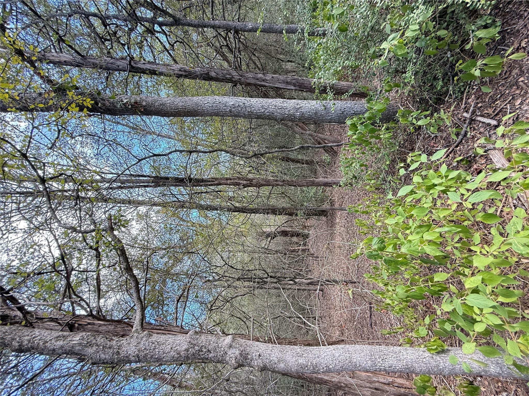 Mature trees frame a peaceful, wooded setting per