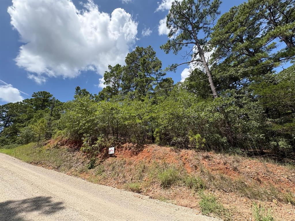 Mature pine trees rise above the natural roadside