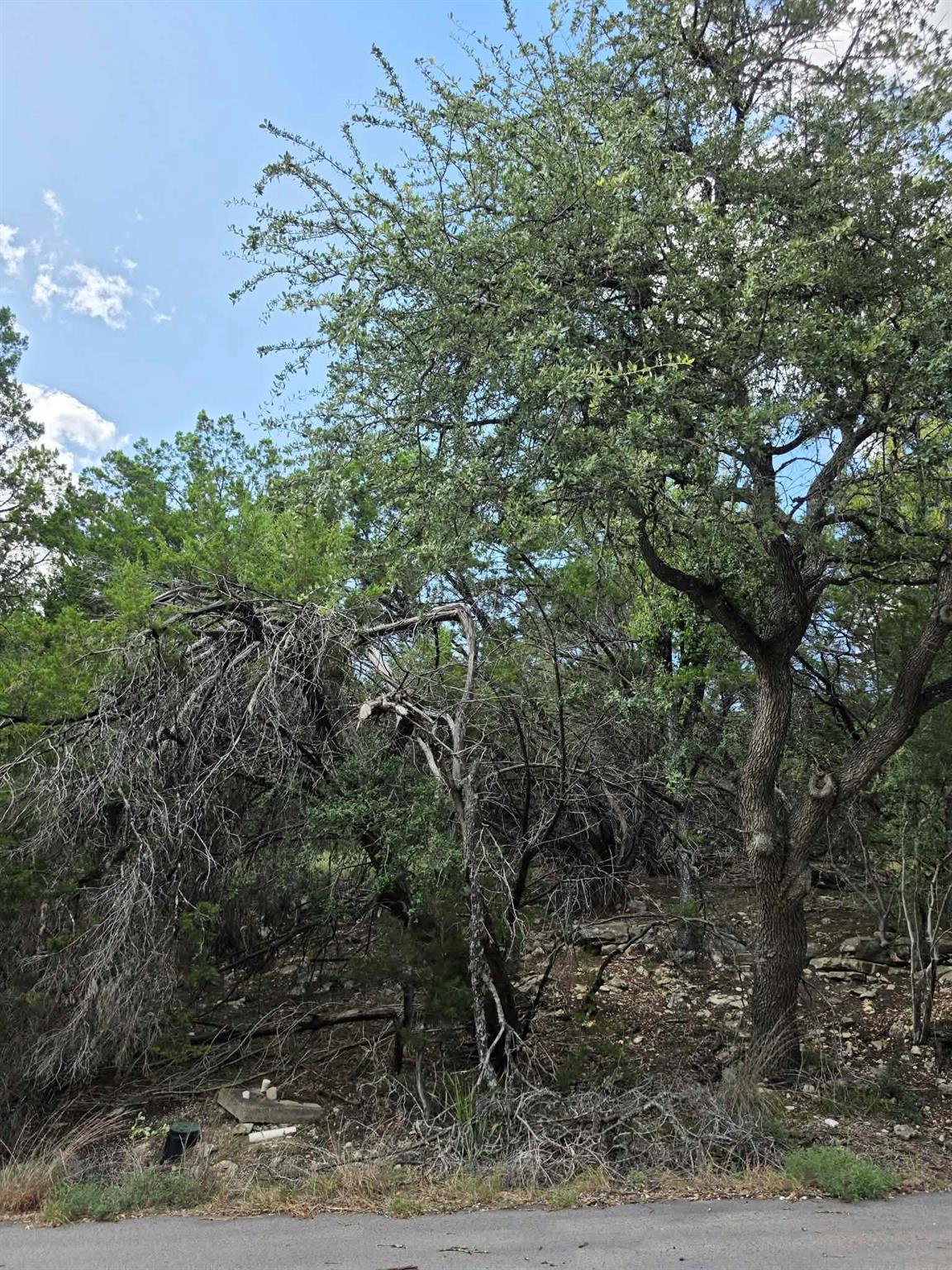 Mature trees and native vegetation line the edge 