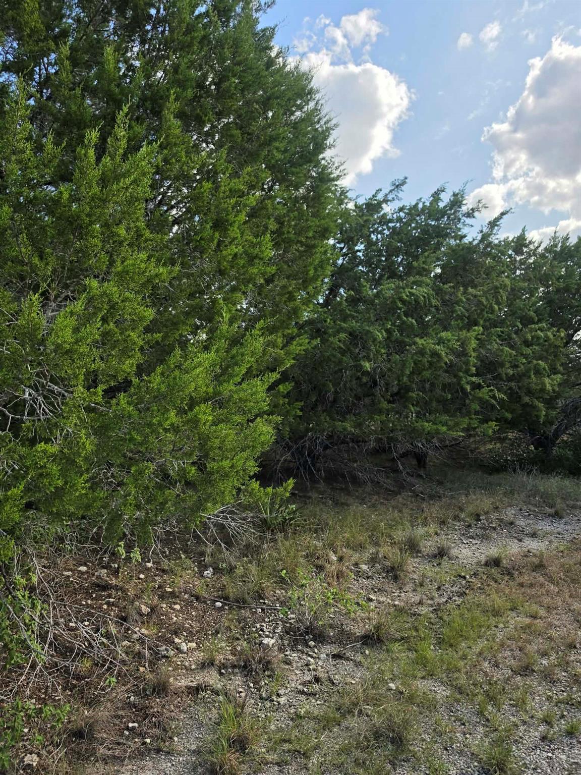 Mature evergreen trees provide natural privacy ac
