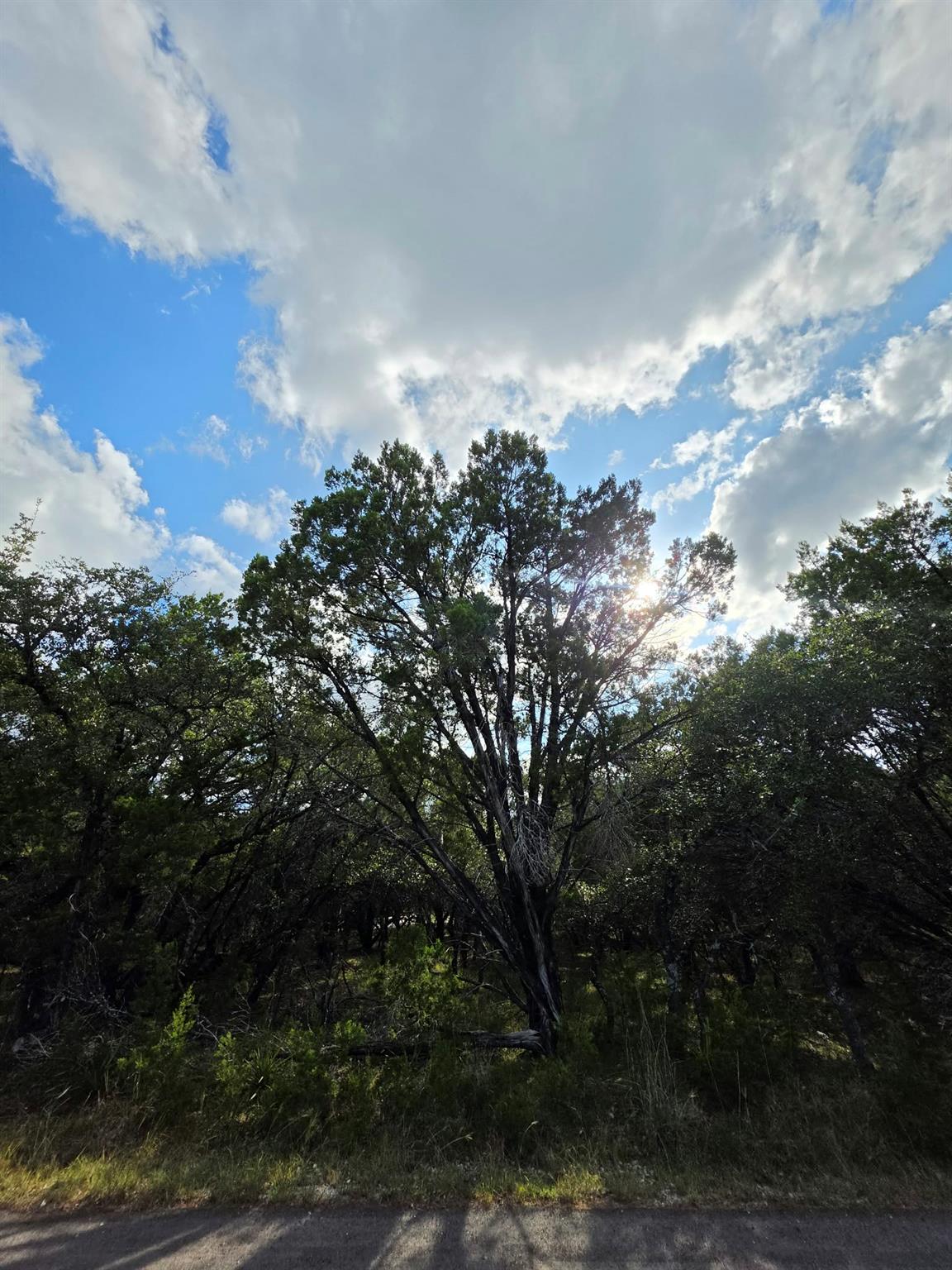 Mature trees stand under a wide sky on this sceni