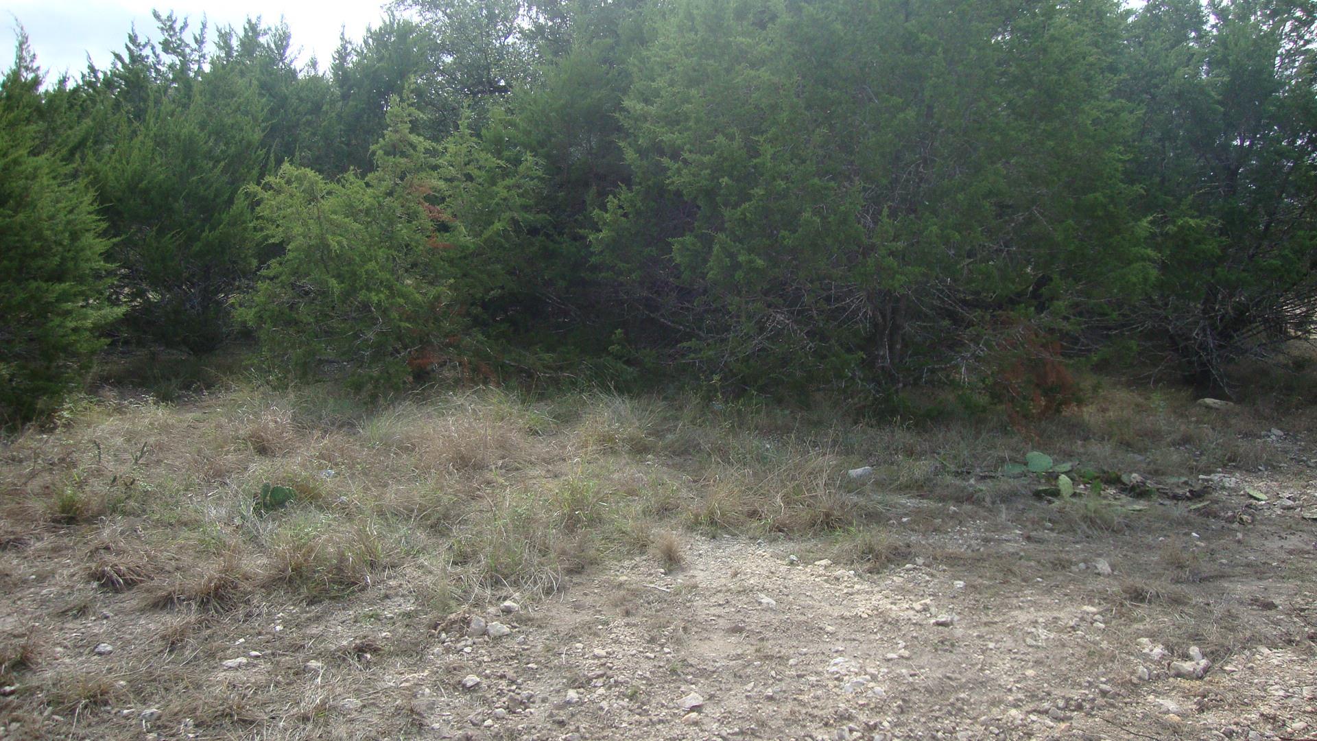 Mature trees frame a natural clearing ready for y