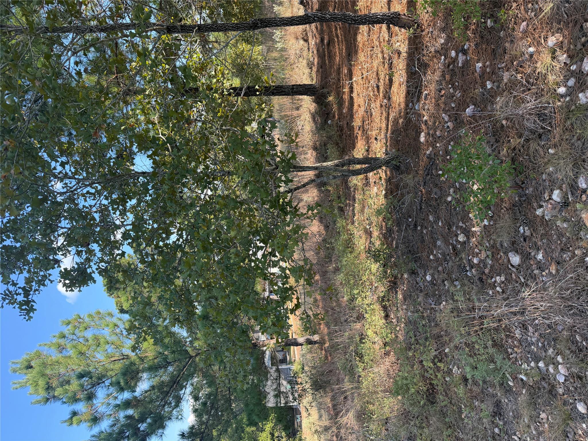 Mature trees rise from the natural landscape on t