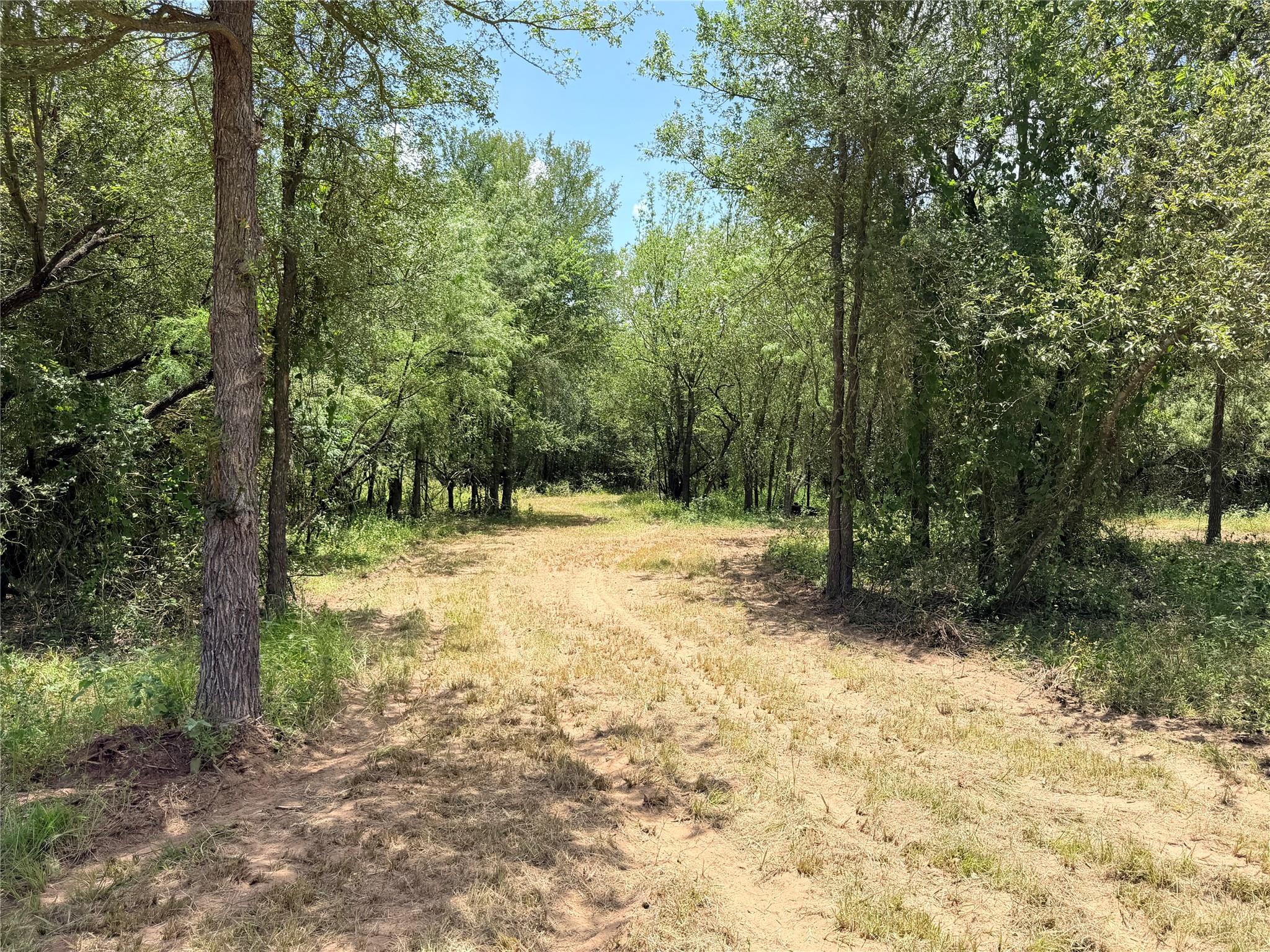 Mature trees frame a cleared path cutting through