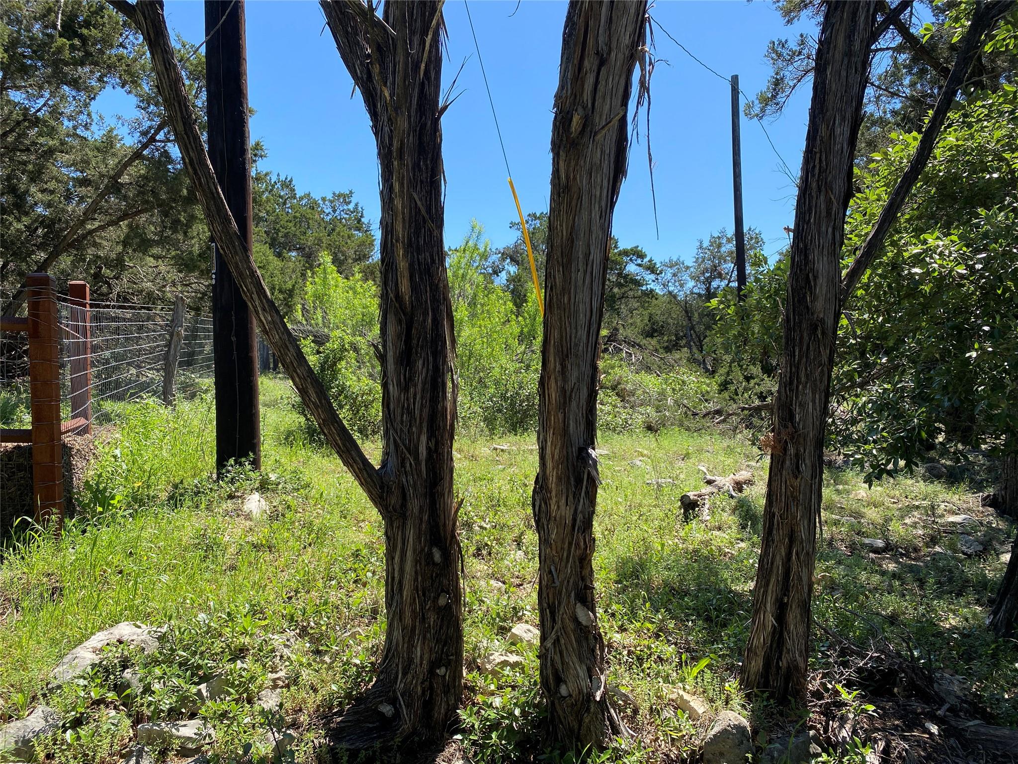 Mature trees and native vegetation frame a natura
