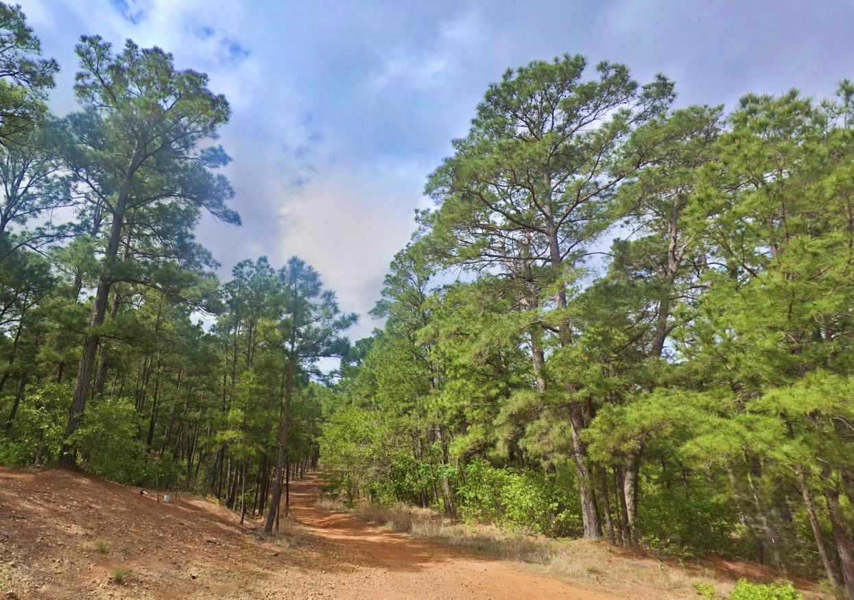 A winding dirt path cuts through a dense forest o